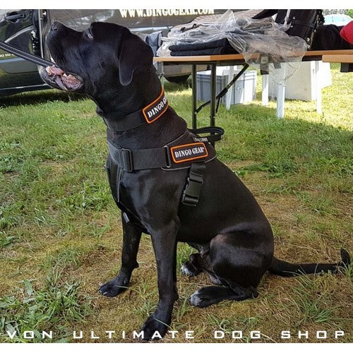 Dingo gear dog hot sale equipment